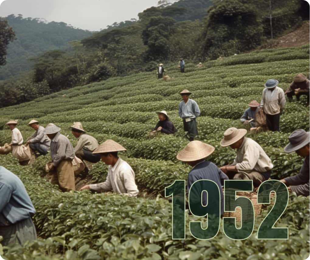 Tea-picking photos from 1952